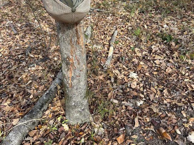 $399,900 | Coal Bluff Road, Lena, MS 39094