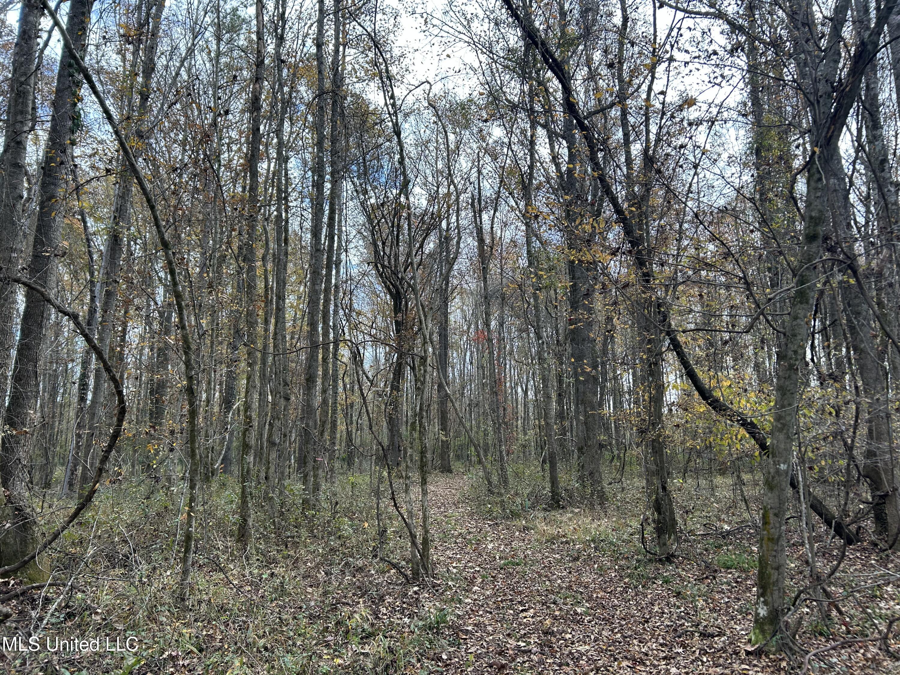Coal Bluff Road Lena, MS 39094 - Photo 51 of 73 Photo Dec 14 2024, 11 47 24 AM