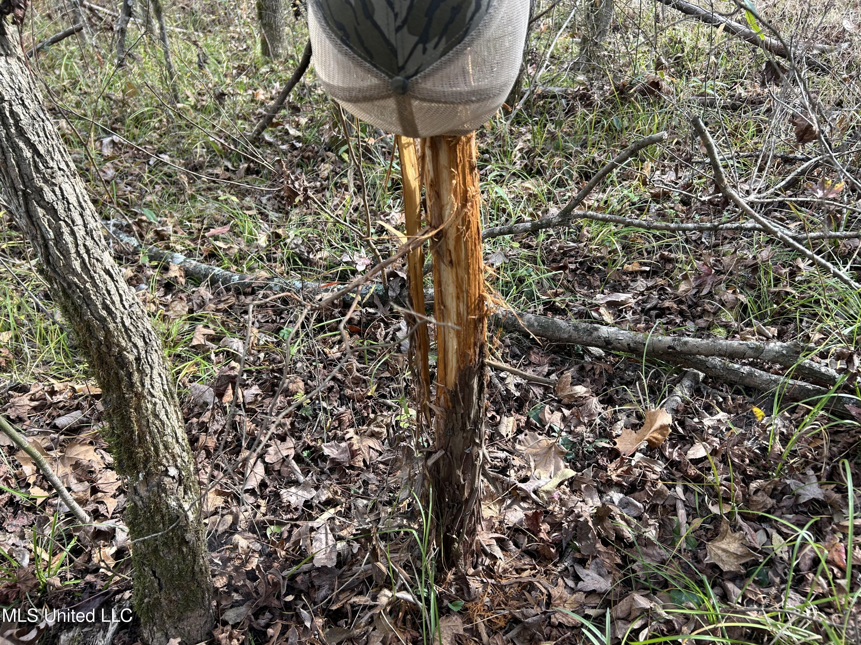 Coal Bluff Road Lena, MS 39094 - Photo 53 of 73 Photo Dec 14 2024, 11 50 12 AM