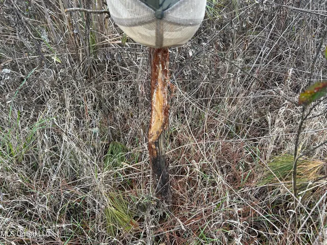 $399,900 | Coal Bluff Road, Lena, MS 39094