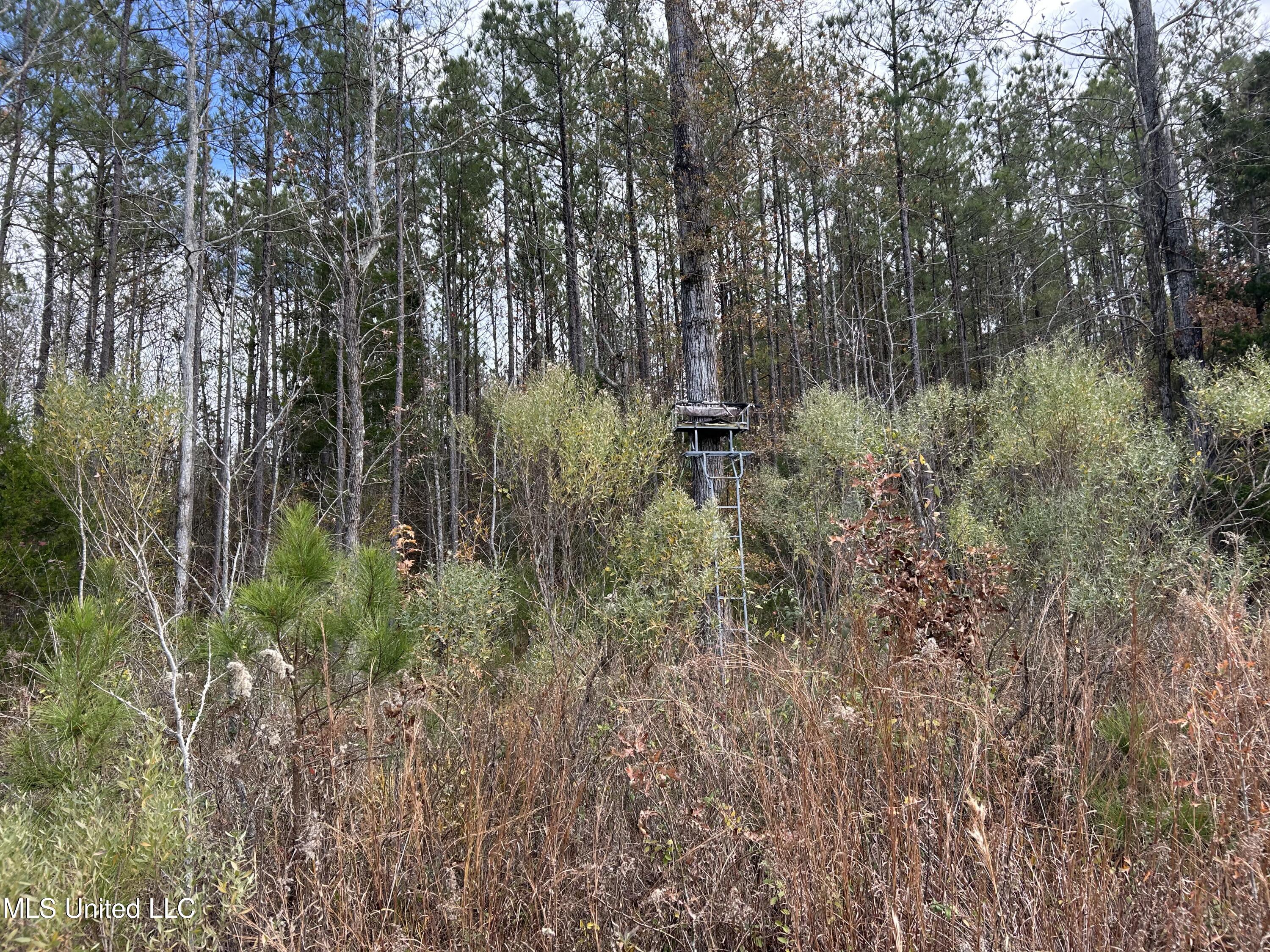 Coal Bluff Road Lena, MS 39094 - Photo 61 of 73 Photo Dec 14 2024, 11 59 57 AM