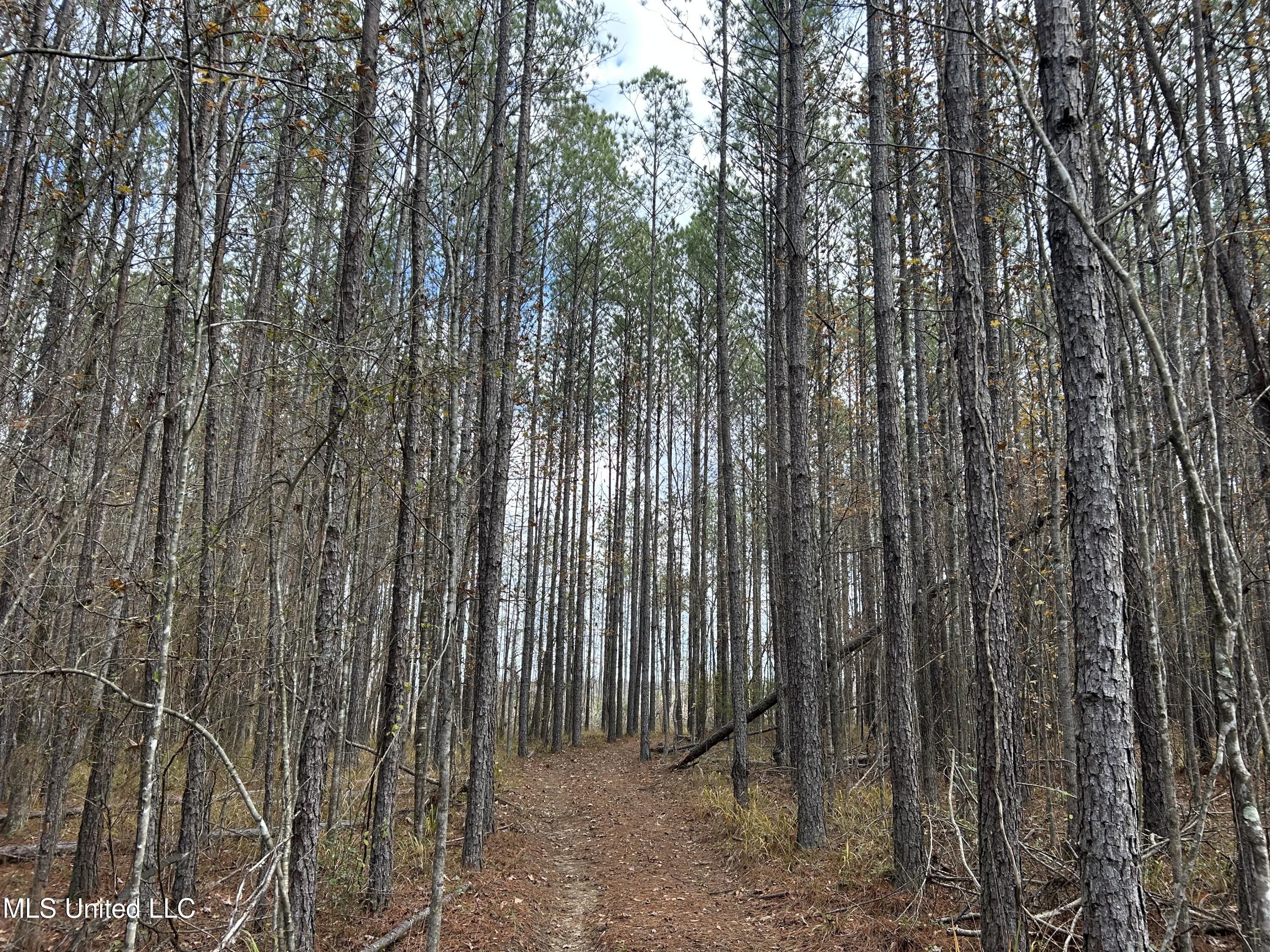 Coal Bluff Road Lena, MS 39094 - Photo 63 of 73 Photo Dec 14 2024, 12 01 56 PM