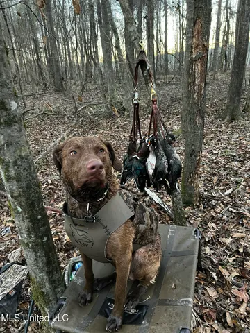 $399,900 | Coal Bluff Road, Lena, MS 39094