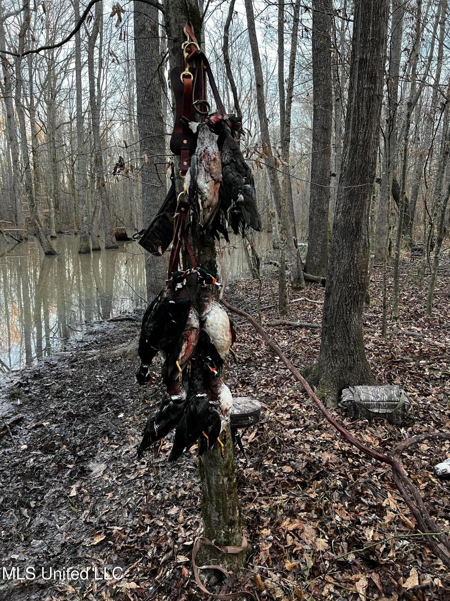 Coal Bluff Road Lena, MS 39094 - Photo 66 of 73 IMG_3125