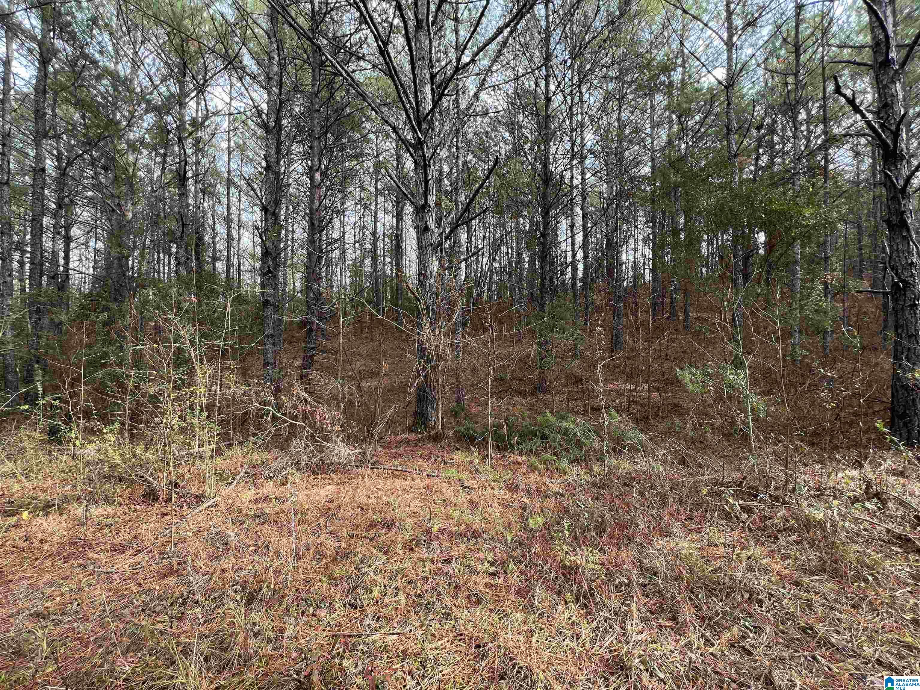 15239 Ridgeland Road Brookwood, AL 35444 - Photo 1 of 10