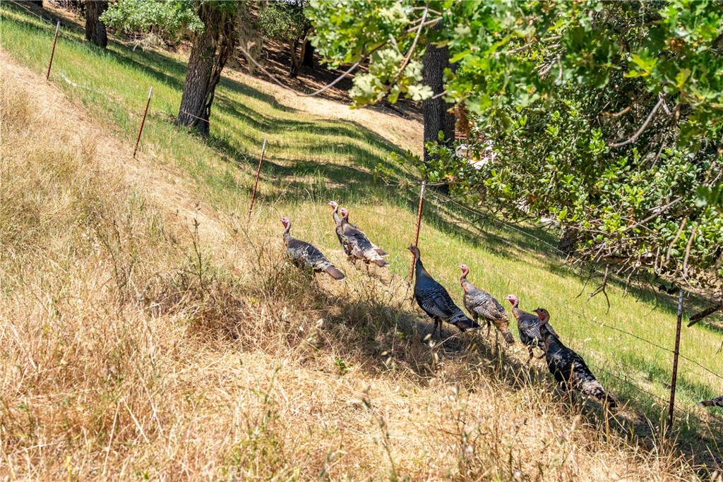 0 Los Gatos Road Atascadero, CA 93422 - Photo 5 of 16 Teeming with wildlife.