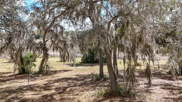 a view of a forest with trees