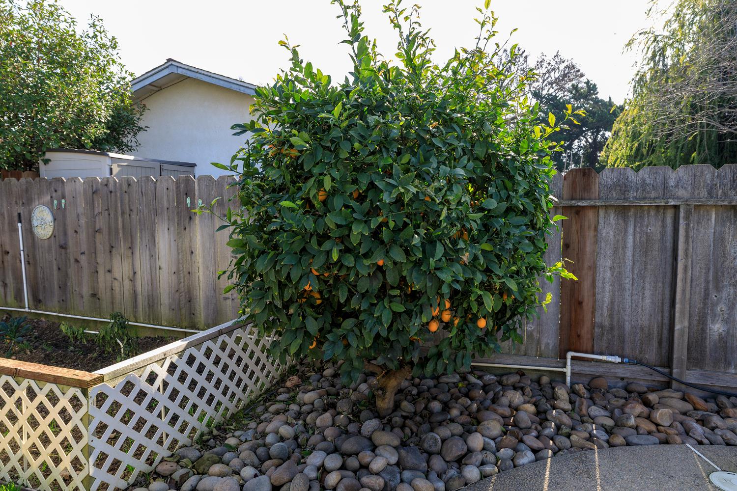 495 Valdapena Way Escalon, CA 95320 - Photo 37 of 38 a view of a backyard