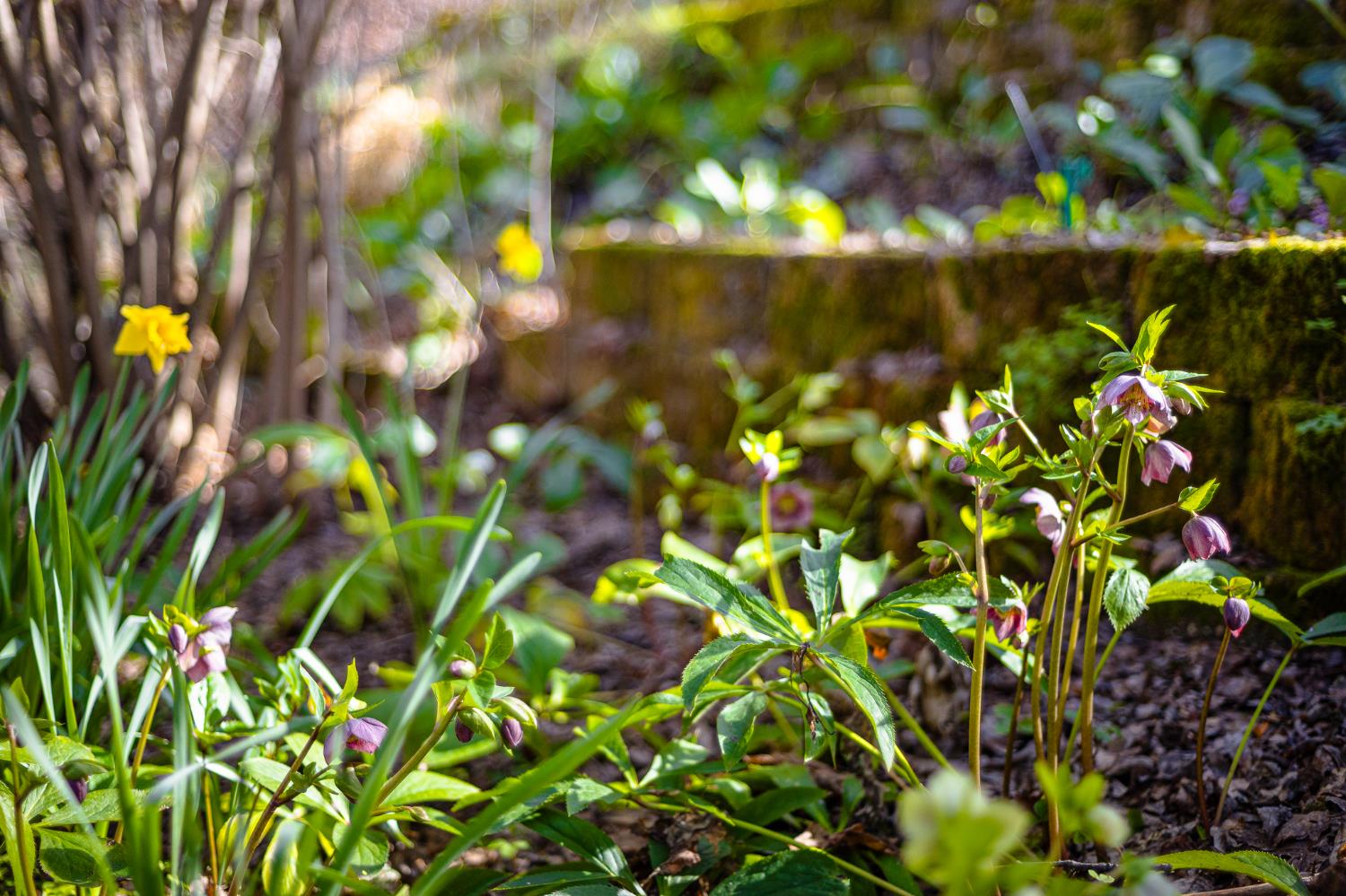 3680 Reflection Road Shingle Springs, CA 95682 - Photo 28 of 33