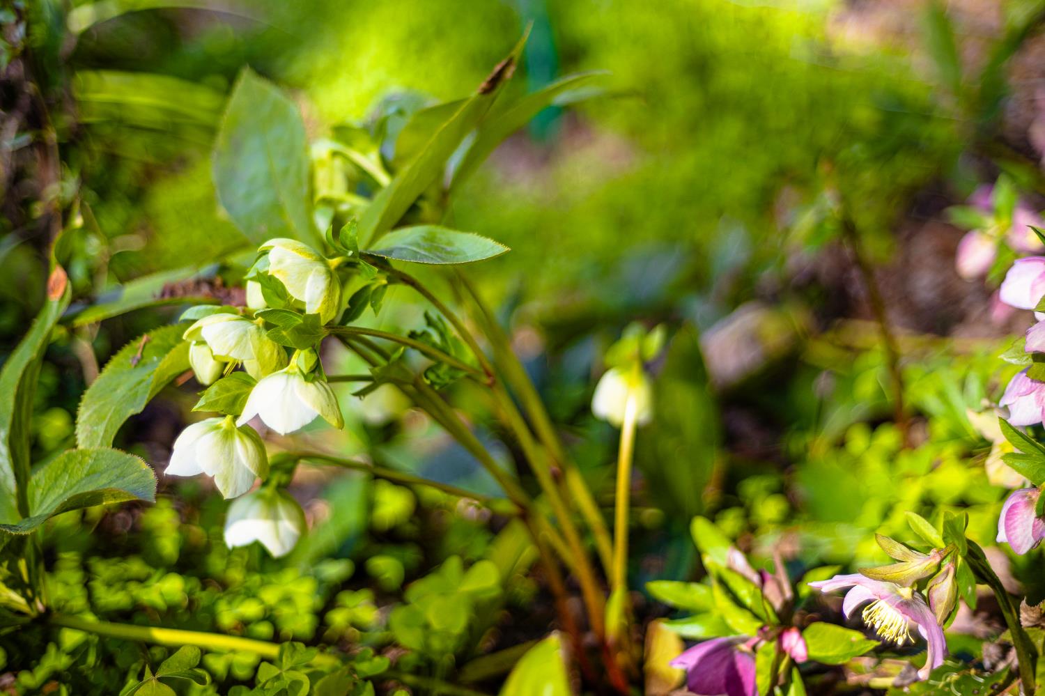 3680 Reflection Road Shingle Springs, CA 95682 - Photo 29 of 33