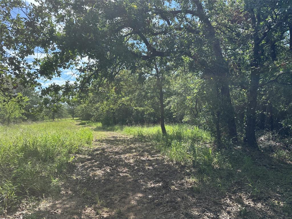 570 Big Salty Lane Springtown, TX 76082 - Photo 31 of 36 Wooded property featuring mature trees and a natural path