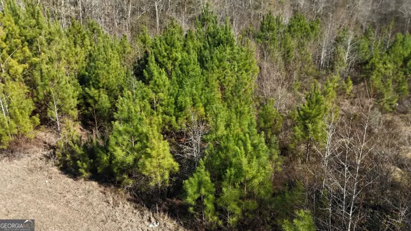 a view of a lush green forest with lawn chairs and plants