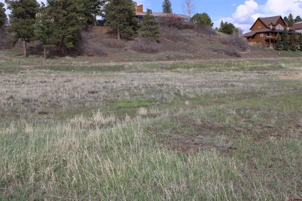 a view of a dry yard with trees