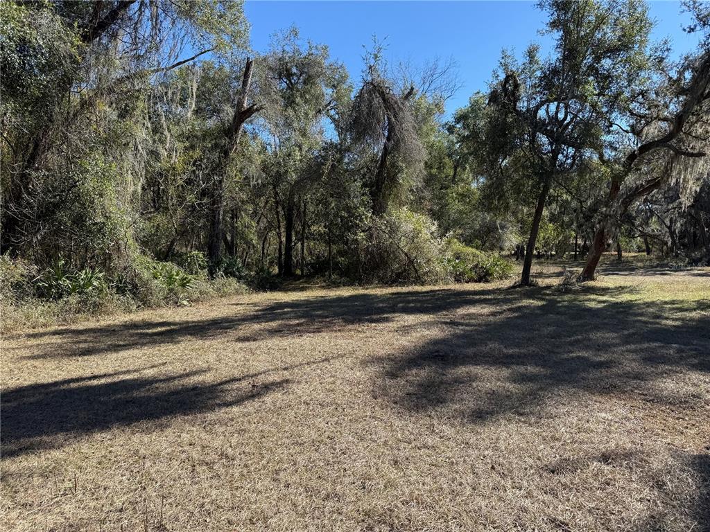 18630 Bradshaw Road Dade City, FL 33523 - Photo 31 of 43 a view of dirt yard with a large tree