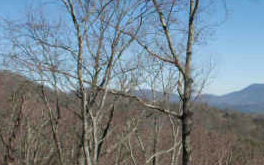 3-ac Mountain View Road Ellijay, GA 30540 - Photo 1 of 1 Main View