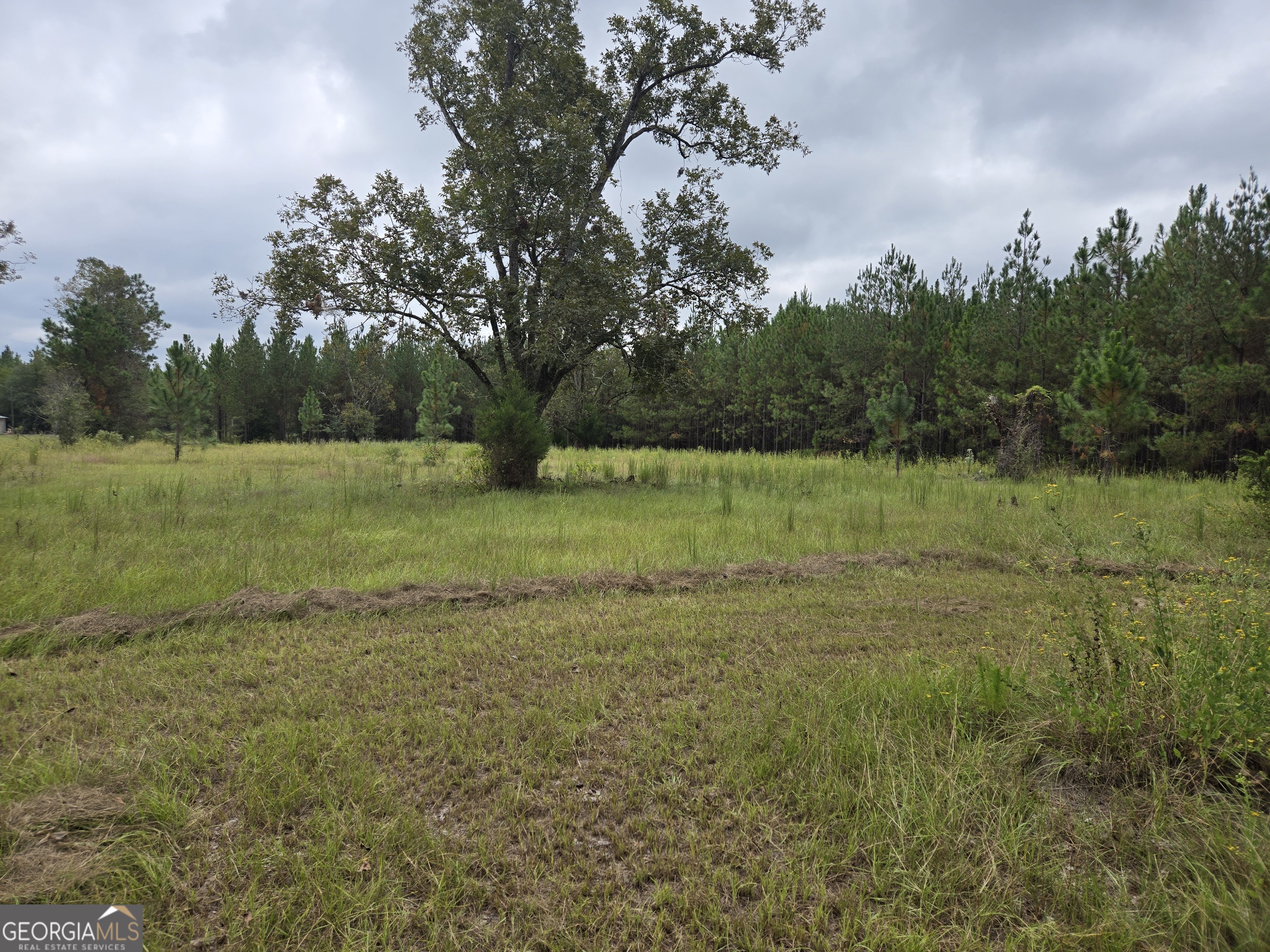 a view of a field with an trees