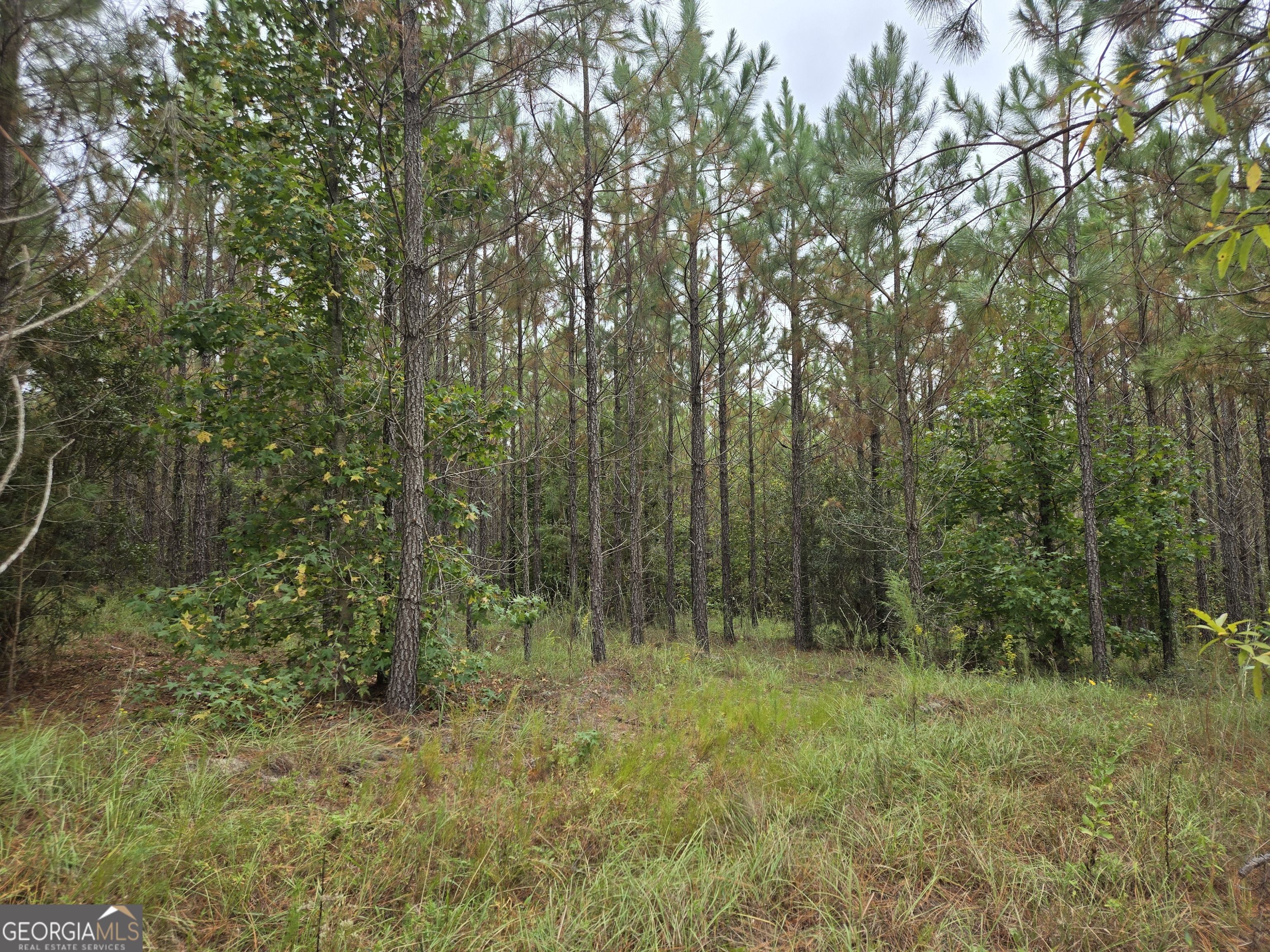 400 Alton Lawson Road Adrian, GA 31002 - Photo 2 of 10 a view of outdoor space and green space