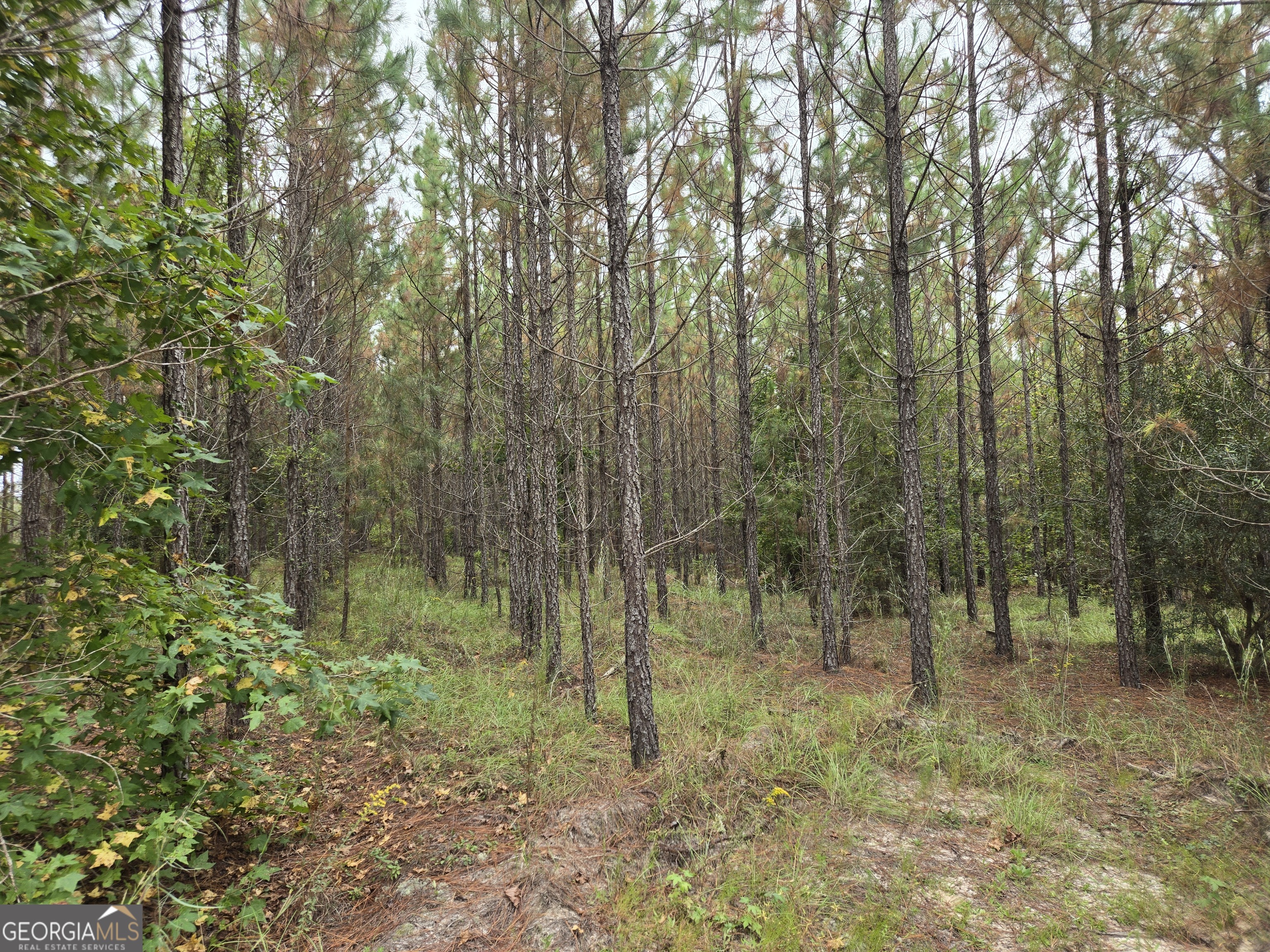 400 Alton Lawson Road Adrian, GA 31002 - Photo 3 of 10 a view of a forest