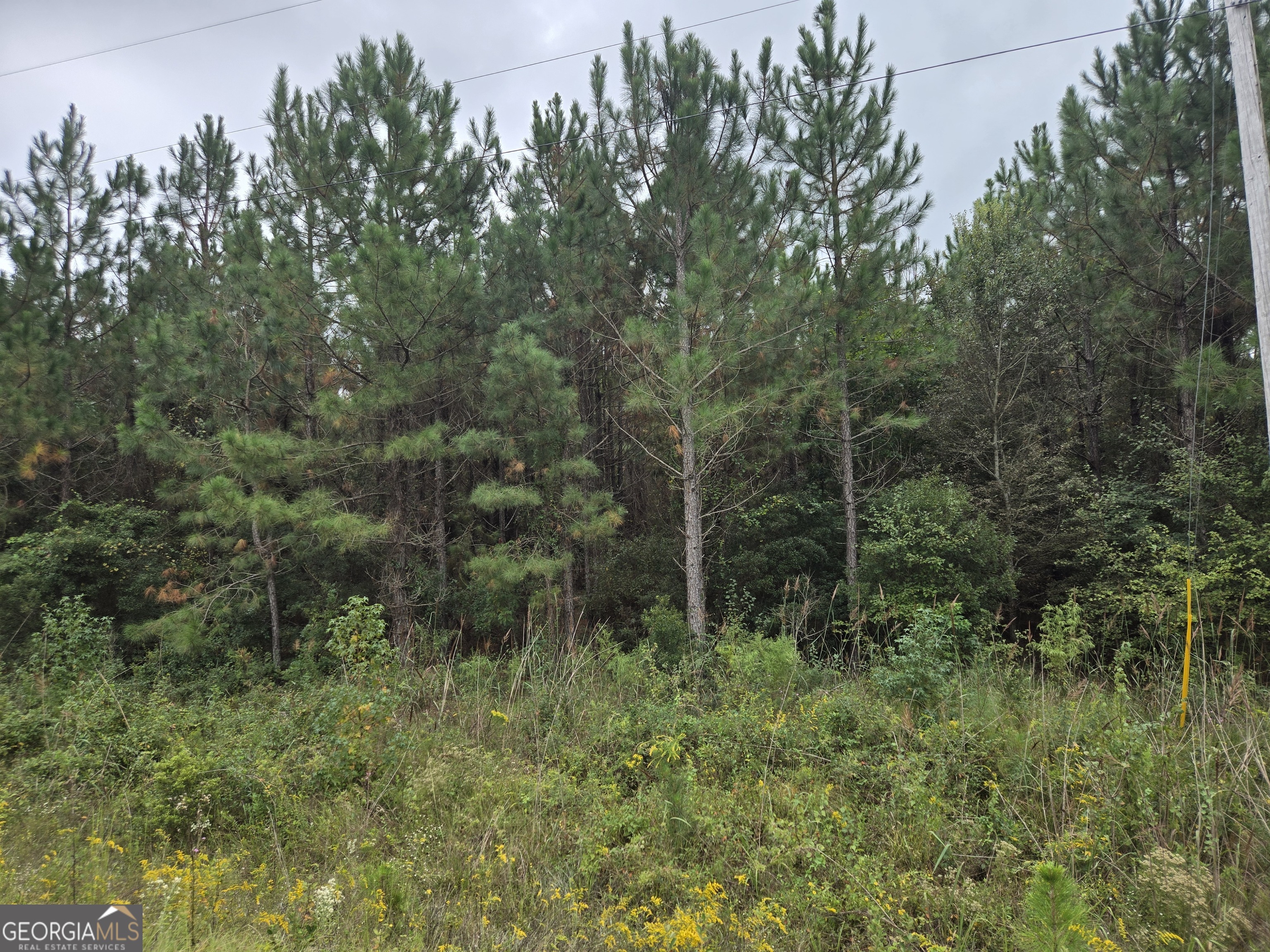 400 Alton Lawson Road Adrian, GA 31002 - Photo 6 of 10 a view of forest