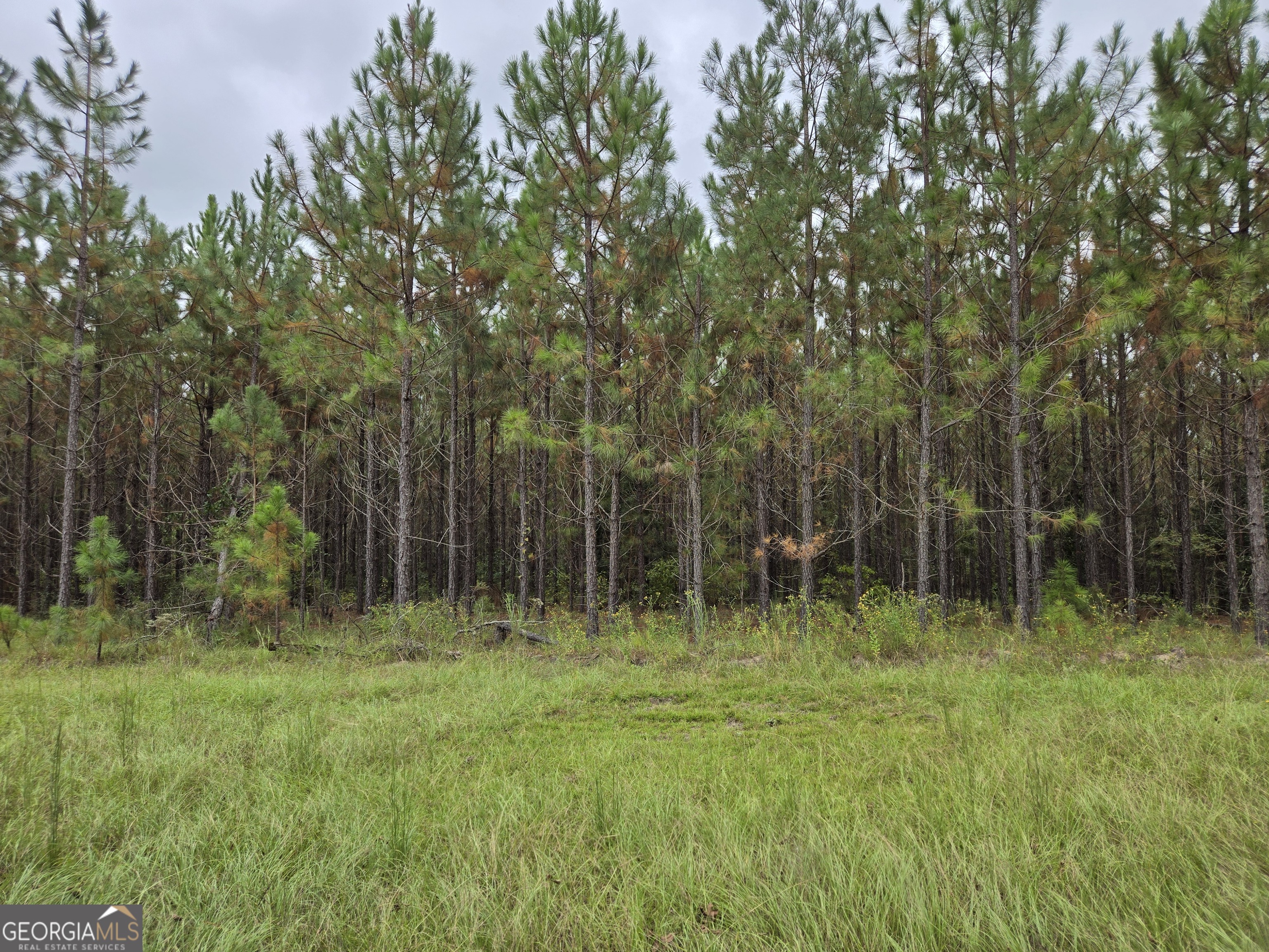 400 Alton Lawson Road Adrian, GA 31002 - Photo 7 of 10 a view of outdoor space with green field and trees