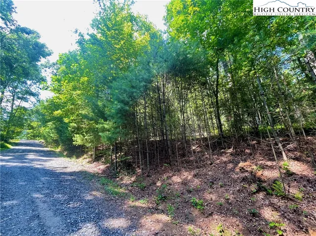 a view of a forest with trees in the background