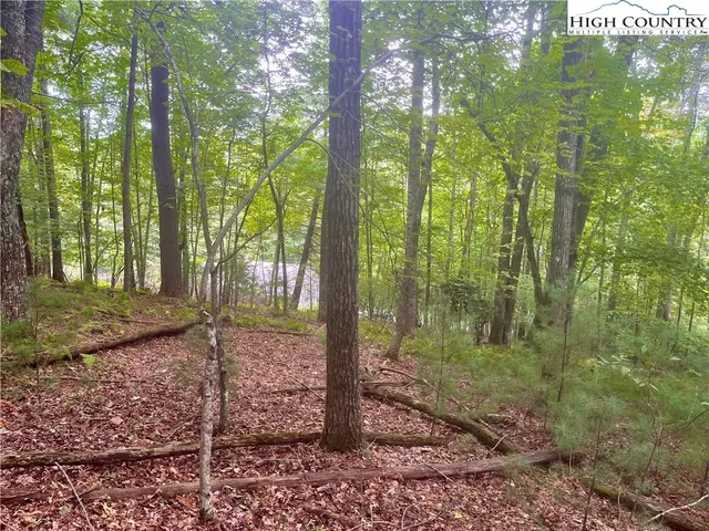a view of a forest that has large trees