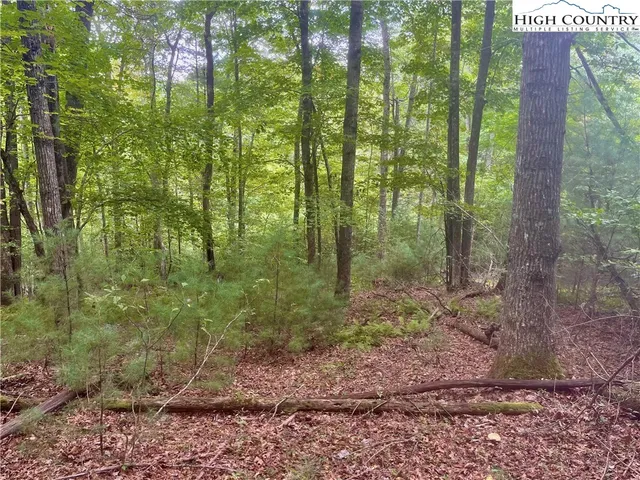 a view of a forest that has large trees