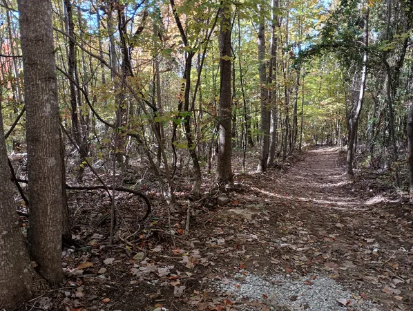 a view of a forest with trees