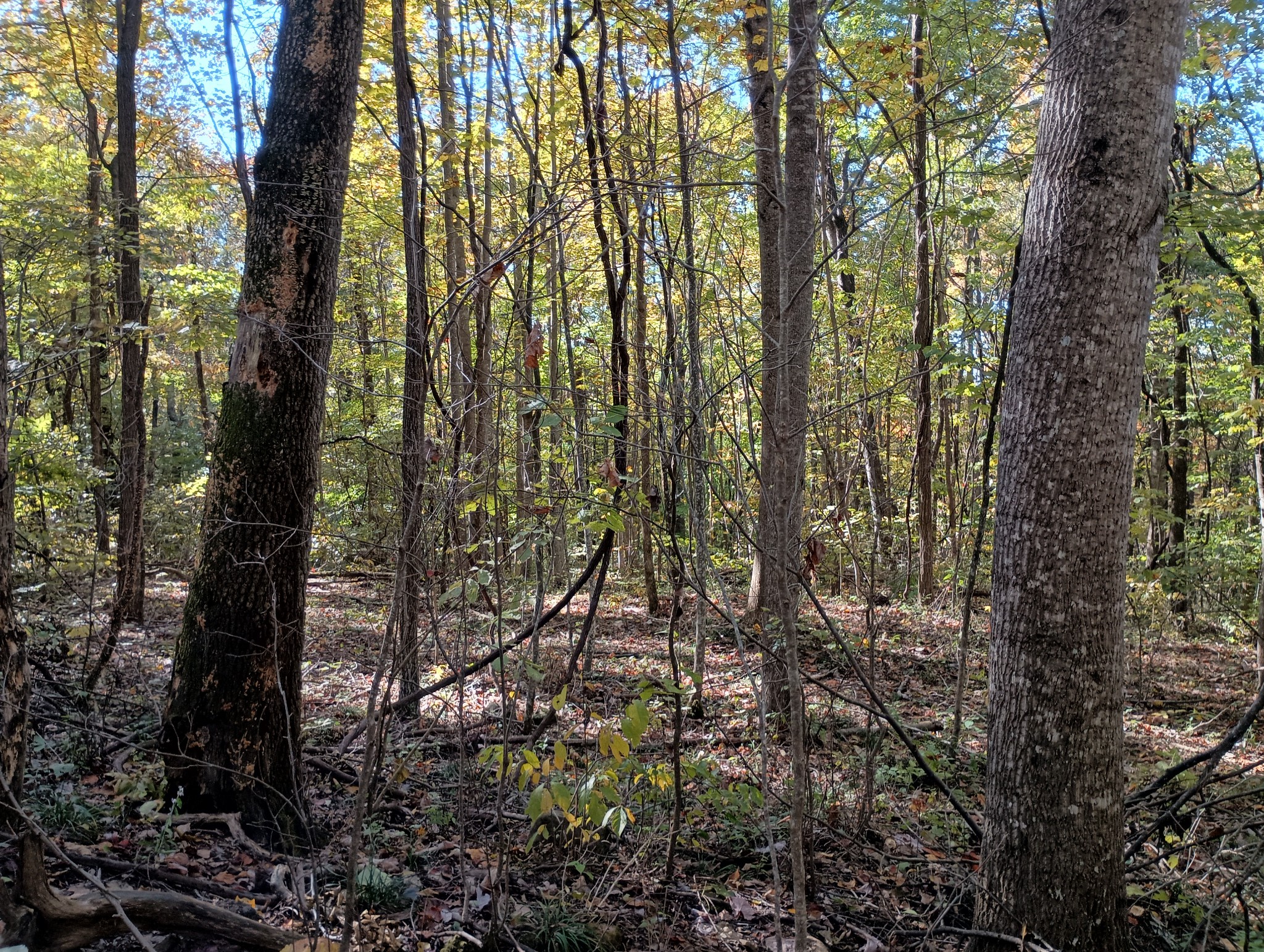 0 Clouse Hill Road Pelham, TN 37366 - Photo 18 of 20 a view of forest