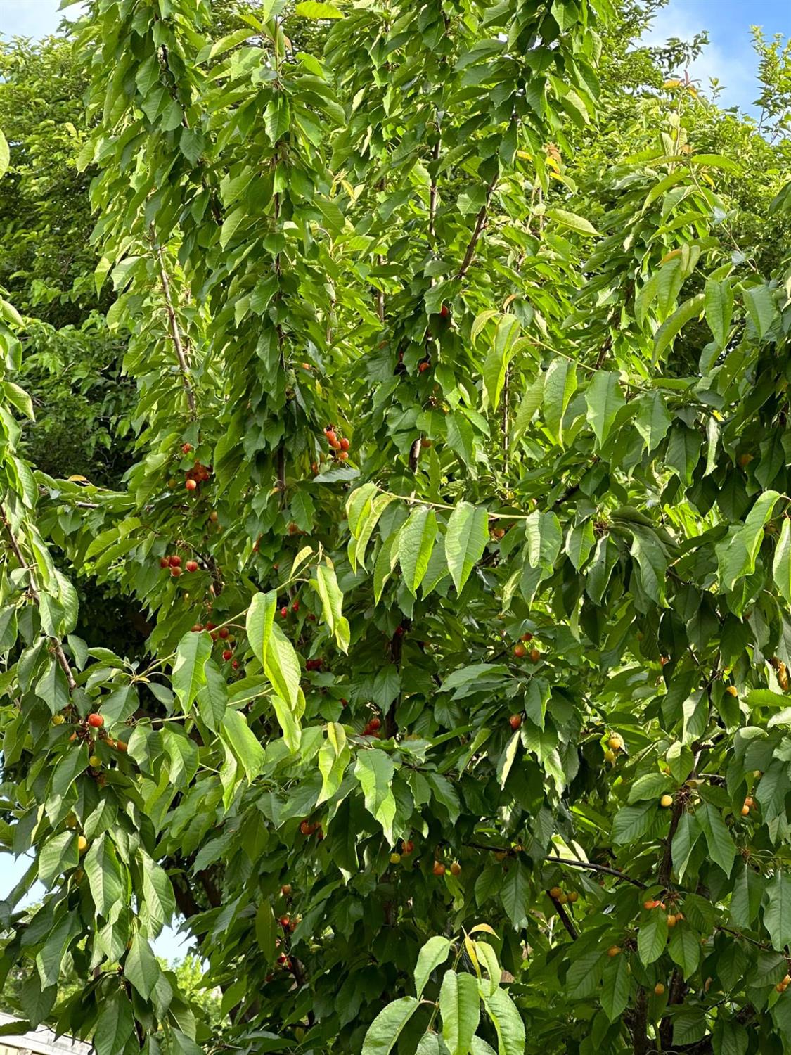 3901 Lake Road, Unit 74 West Sacramento, CA 95691 - Photo 29 of 38 cherry tree from last year