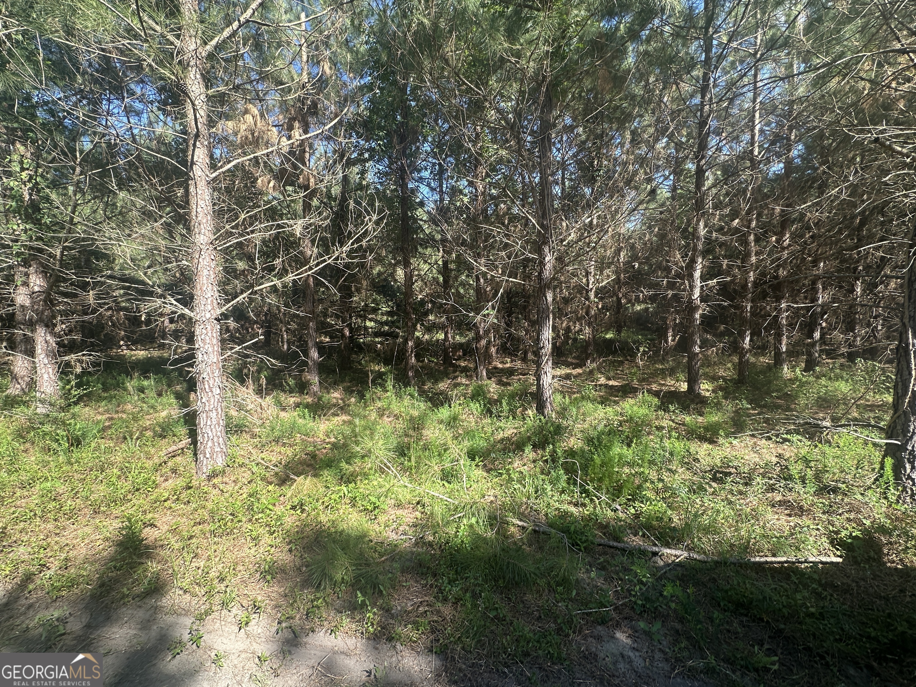 355 Dorsey Clark Road Sylvania, GA 30467 - Photo 9 of 16