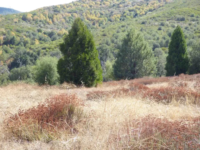a view of a yard with a tree
