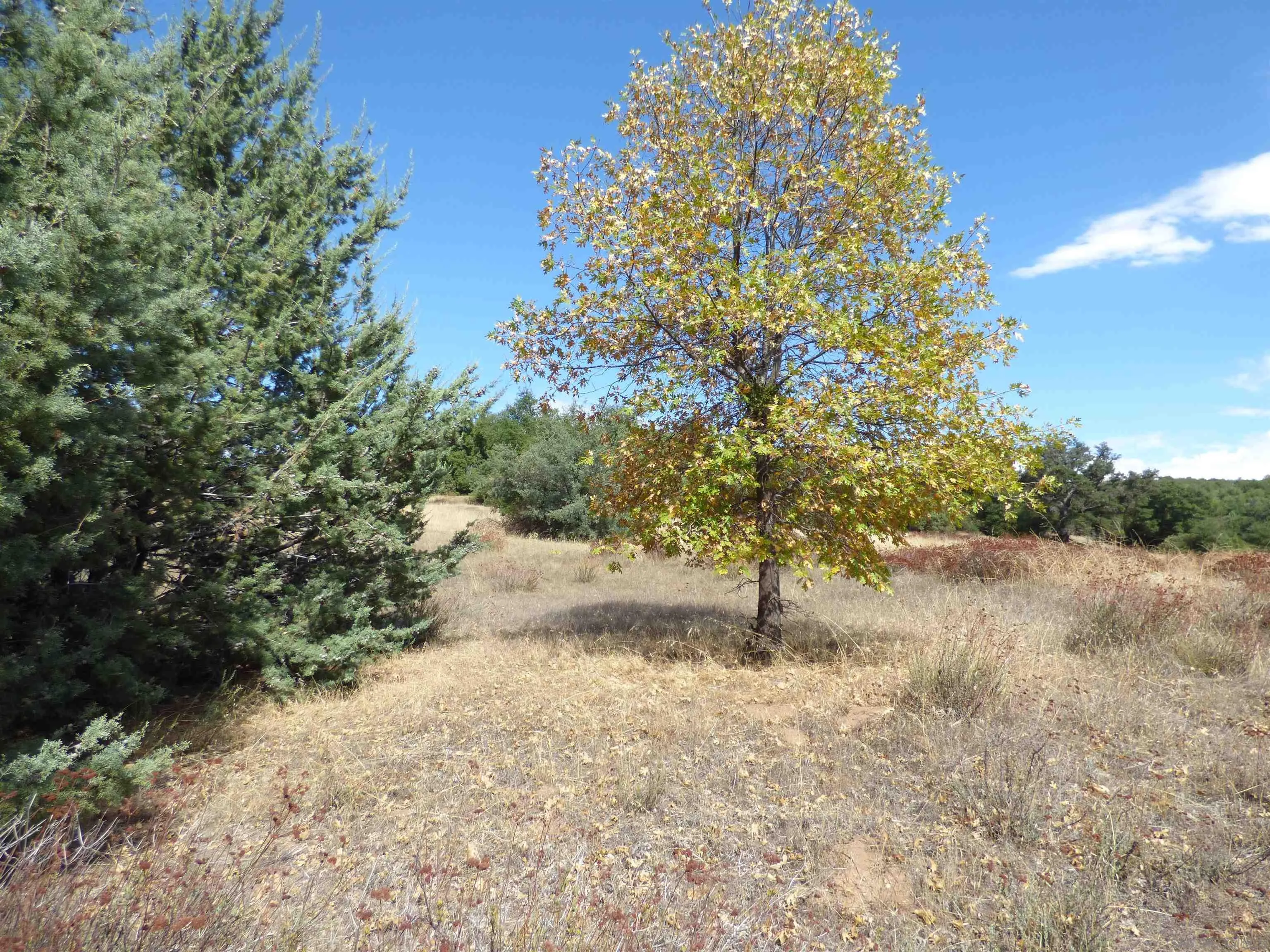 Engineers Road Southeast, Unit N/K Julian, CA 92036 - Photo 7 of 27 a view of a yard with a tree