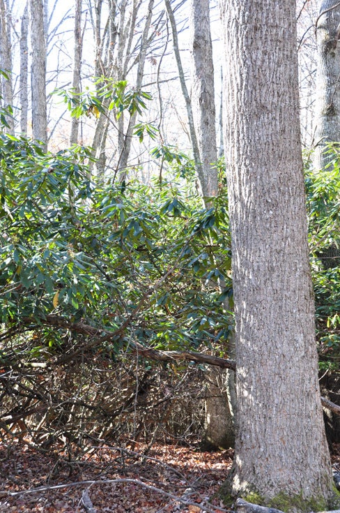 500 Julia Road Renick, WV 24966 - Photo 17 of 20 This very old Tulip Poplar is growing on the edge of the Rhododendron Thicket. The deer love to hang out here as it is near the edge of the field and they feel safe.