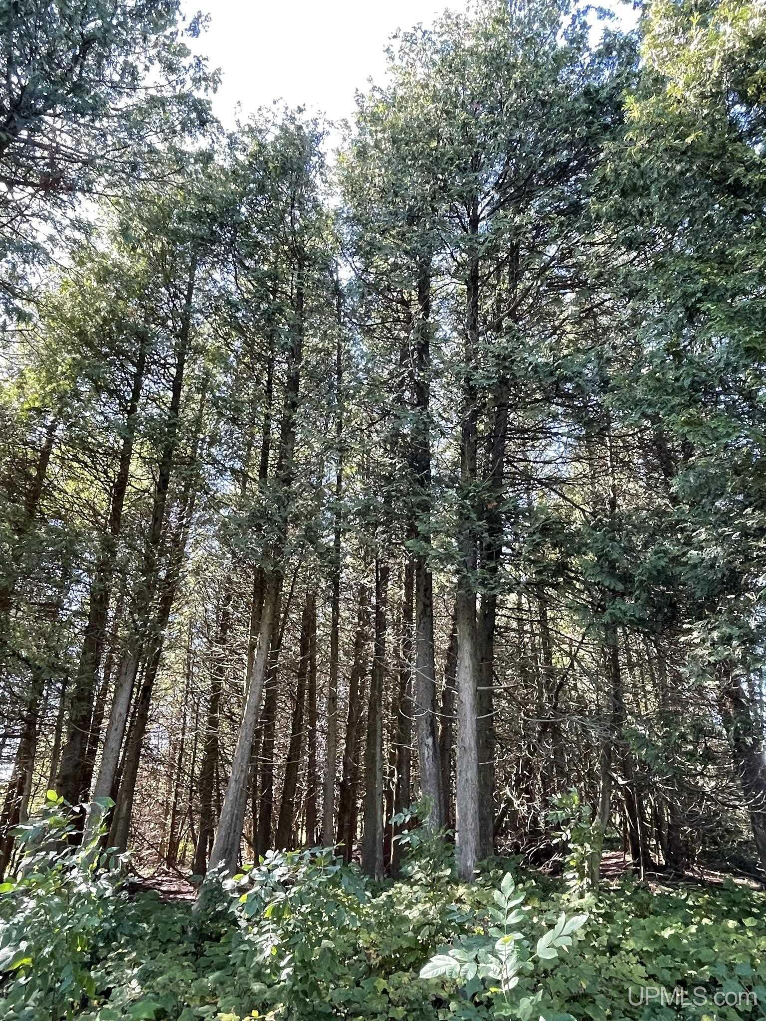 Tbd Ll Road Garden, MI 49835 - Photo 29 of 49