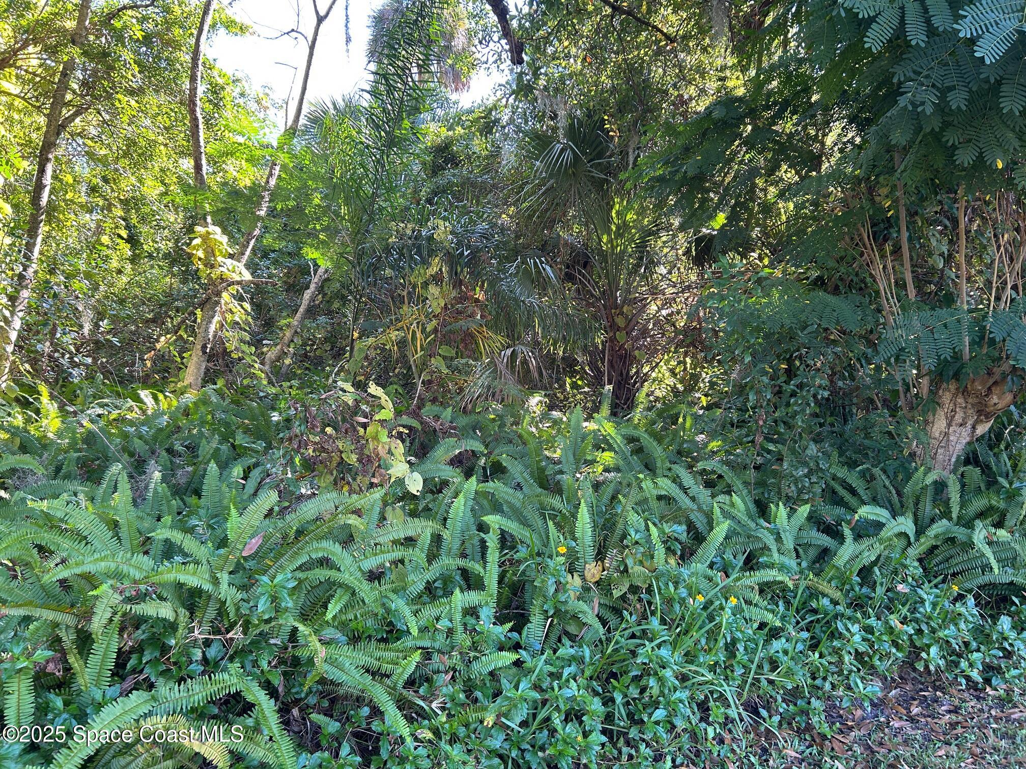 2845 Sunset Road Melbourne, FL 32904 - Photo 11 of 13 a view of a lush green forest