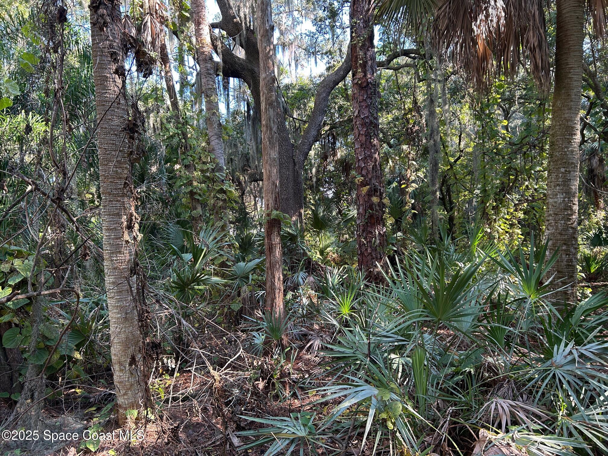 2845 Sunset Road Melbourne, FL 32904 - Photo 7 of 13 a backyard of a house with lots of trees