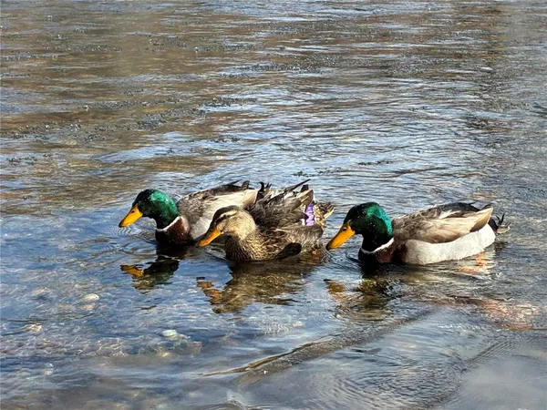 a view of a large yard with lots of bushes