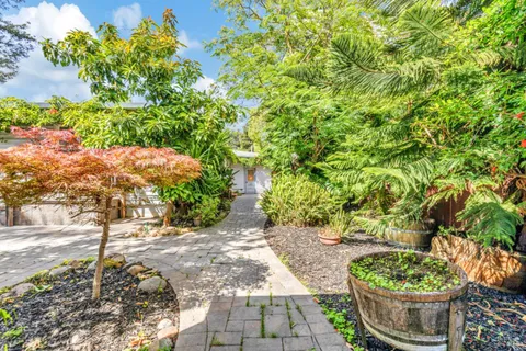 a view of a pathway with plants and large trees