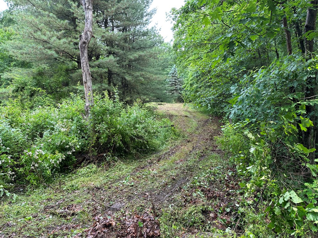 267 Dennison Run Road Polk, PA 16342 - Photo 2 of 10 a view of a lush green forest