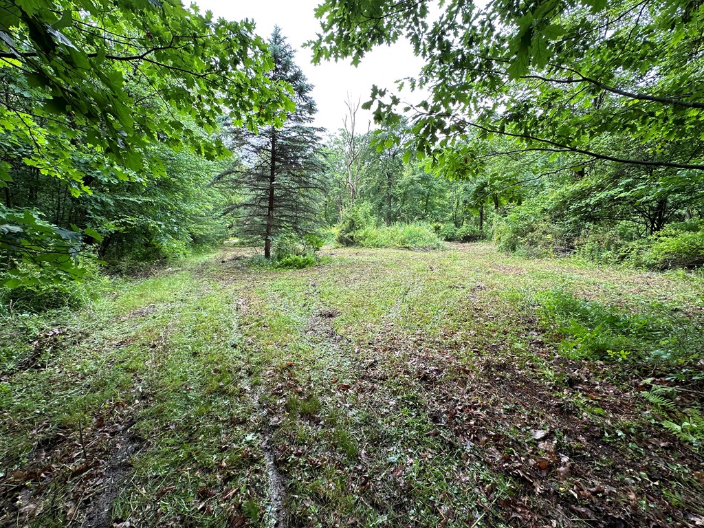 267 Dennison Run Road Polk, PA 16342 - Photo 4 of 10 a view of a lush green forest