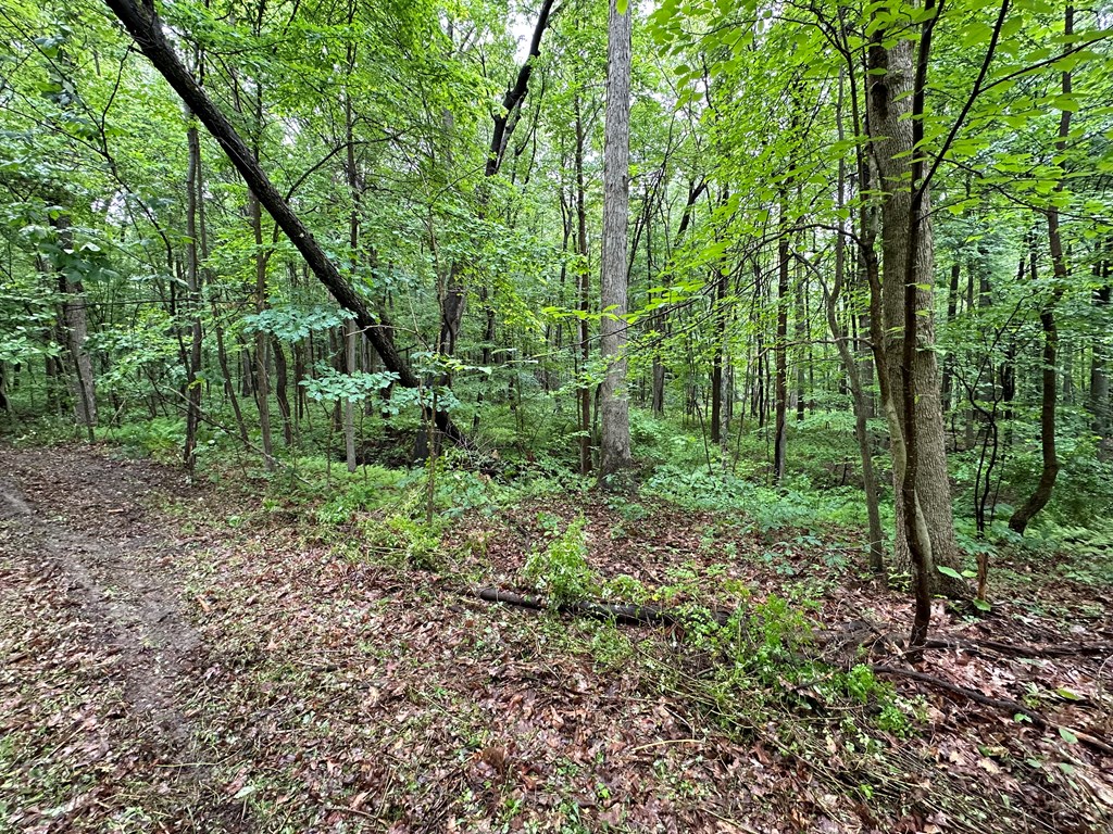 267 Dennison Run Road Polk, PA 16342 - Photo 6 of 10 a view of forest