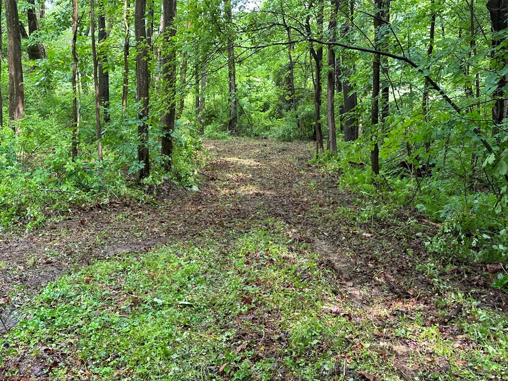 267 Dennison Run Road Polk, PA 16342 - Photo 8 of 10 a view of a lush green forest