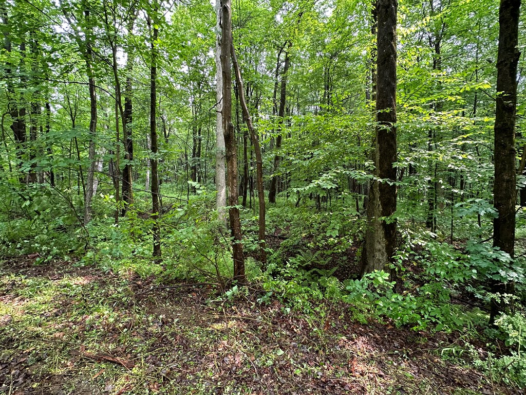 267 Dennison Run Road Polk, PA 16342 - Photo 9 of 10 a green field with lots of trees