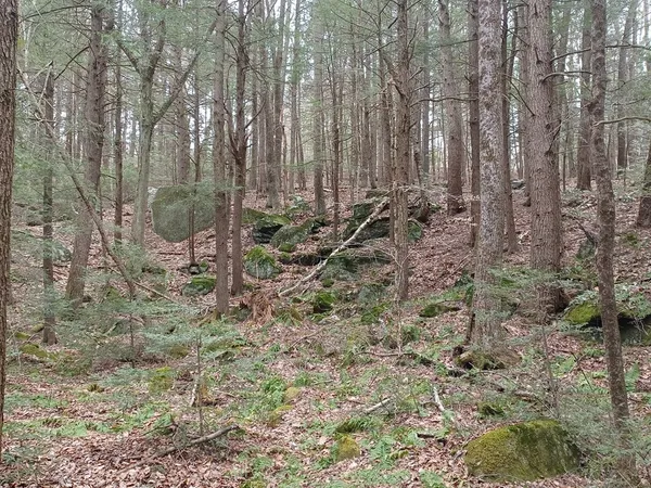 a view of outdoor space with lots of trees