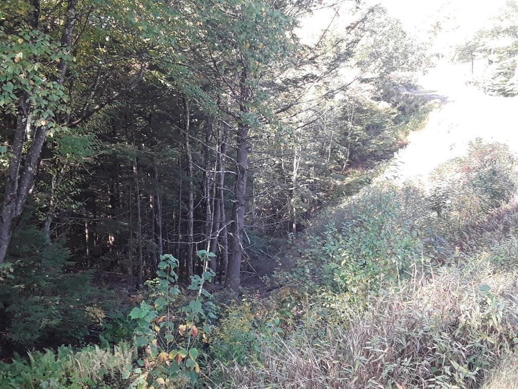 296 Northwest Road Westhampton, MA 01027 - Photo 5 of 12 a view of a forest with trees