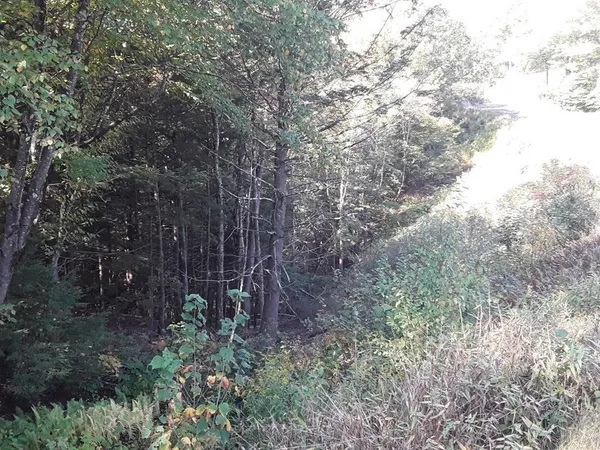 a view of a forest with trees