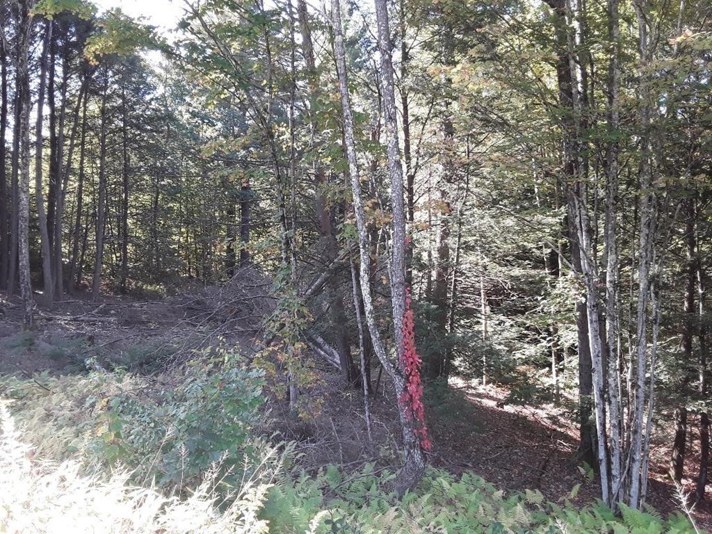 296 Northwest Road Westhampton, MA 01027 - Photo 7 of 12 a view of a forest with trees