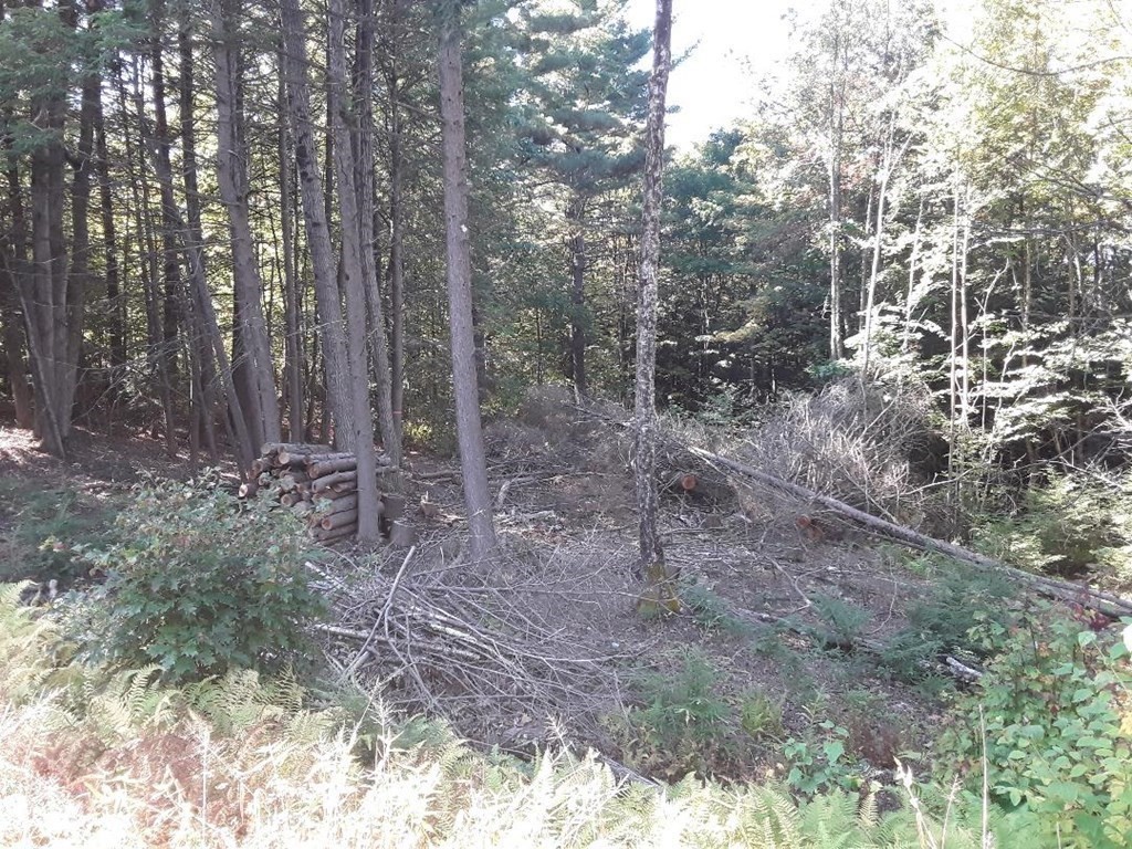 296 Northwest Road Westhampton, MA 01027 - Photo 8 of 12 a view of forest