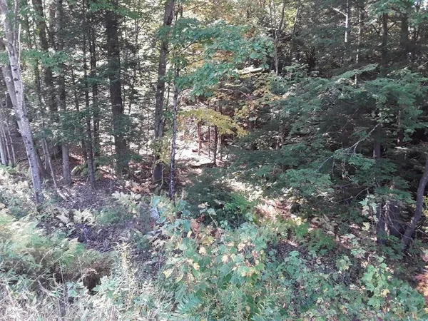 a view of a tree in a yard